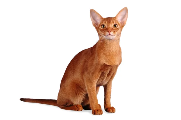Абиссинская кошка сидит — стоковое фото