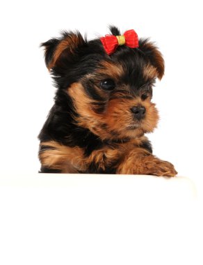 Puppy of yorkshire terrier isolated on white clipart