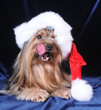 Yorkshire terrier santa claus şapka içinde kendini yalıyor