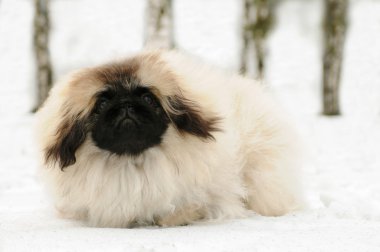 White pekinese dog at snow clipart