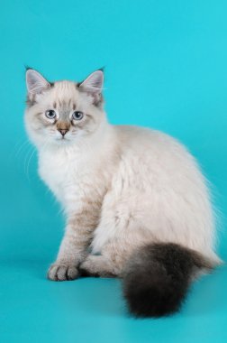 oturan siberian kedi