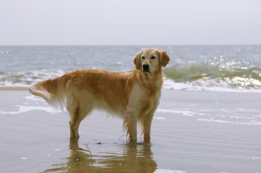 Golden Retriever sahilde duruyor.