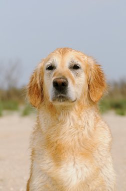 Retrato de Golder retriever