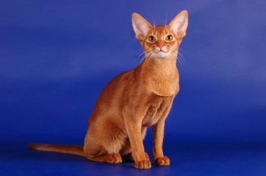 Abyssinian cat sitting clipart