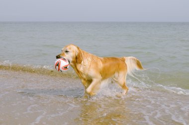 Golden retriever topu denizden getiriyor.