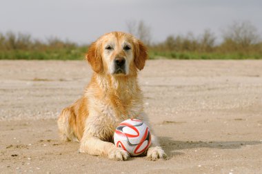 Köpek oynamaya hazır