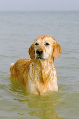 Golden retriever in the sea clipart