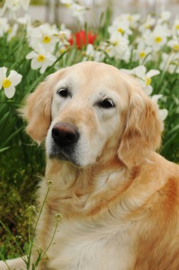 Golden retriever portre çiçekler içinde