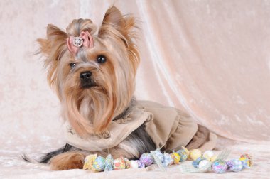 Yorkshire terrier liyng on light velvet clipart