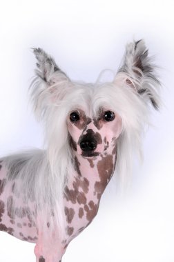 Chinese crested dog portrait clipart