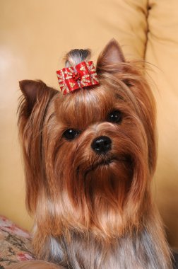 Yorkshire terrier portre