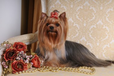Yorkshire terrier on the armchair clipart