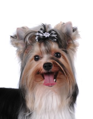 Portrait of pretty lap dog clipart