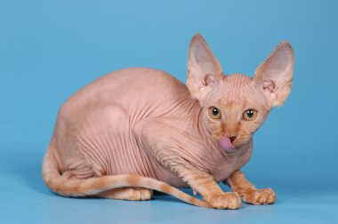 Sphynx kitten white color clipart