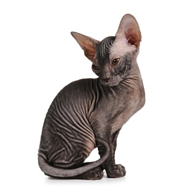 Sphynx kitten black color isolated on white clipart