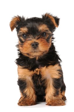 Little cute puppy isolated on white clipart