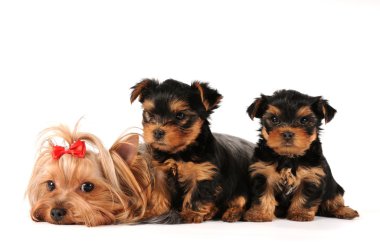 Family group of yorkshire terrier isolated on white clipart