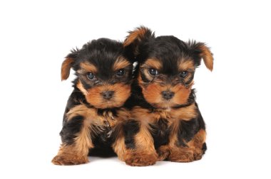 Two adarable puppies clipart