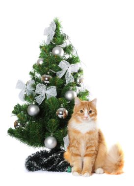 kabarık kedi üzerinde beyaz izole Noel ağacının altında