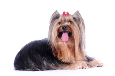 Yorkshire terrier lying isolated on white background clipart