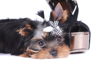 Yorkshire terrier pappy portrait clipart