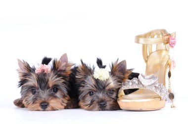 Two yorkshire terrier puppies clipart