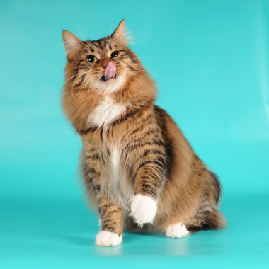 Bobtail kedi kendi kendine portre yalıyor