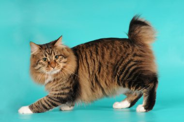 Bobtail cat portrait clipart
