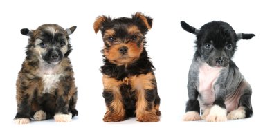 Group of puppies lap dogs breed clipart