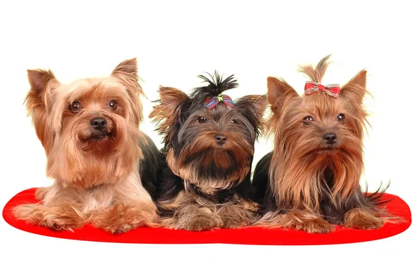 Tres terriers yorkshire mintiendo —  Fotos de Stock
