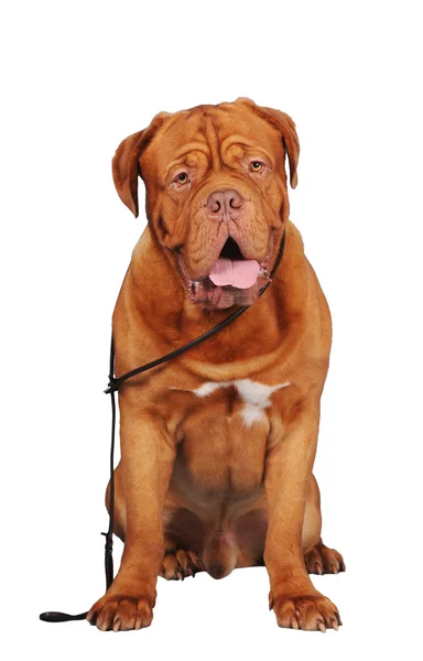 Bordoss pes sedí s olovem, samostatný — Stock fotografie
