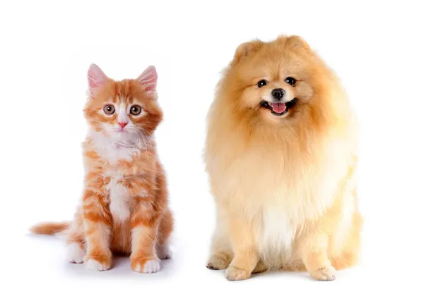 Kočka a pes červené barvy — Stock fotografie