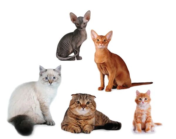 Grupp av katter olika ras isolerade — Stockfoto