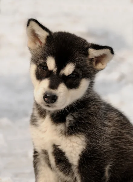 Filhote de cachorro no inverno — Fotografia de Stock