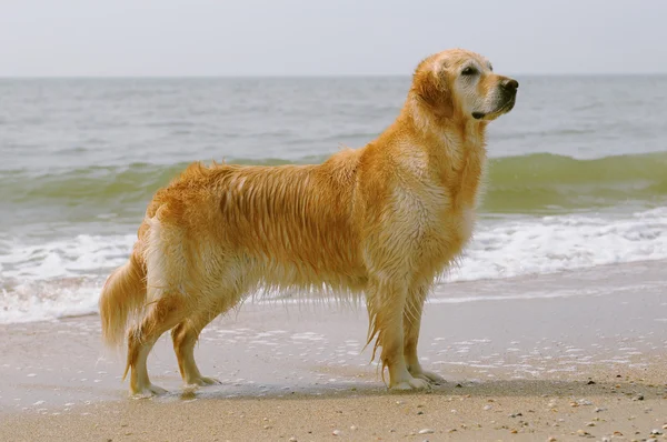 stock image Dog on the beach