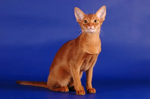 Абиссинская кошка сидит — стоковое фото