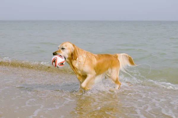 Złoty pies myśliwski przynosi piłki z morza — Zdjęcie stockowe