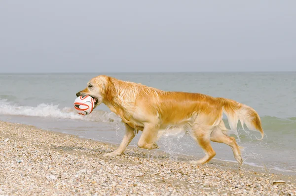 Cão com a bola na praia — Fotografia de Stock