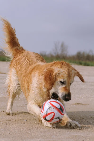 Собака грає на пляжі — стокове фото