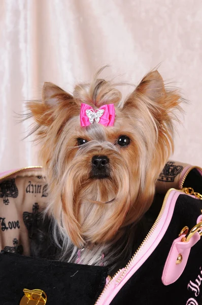 Yorkshire terrier popping-up from the bag — Stock Photo, Image