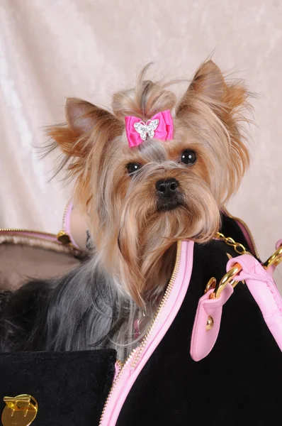 Yorkshire terrier sitting in a bag — Stock Photo, Image