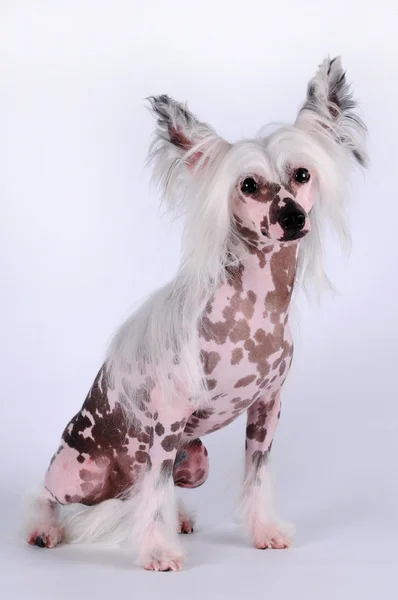 Chino cresta perro sentado retrato en blanco —  Fotos de Stock