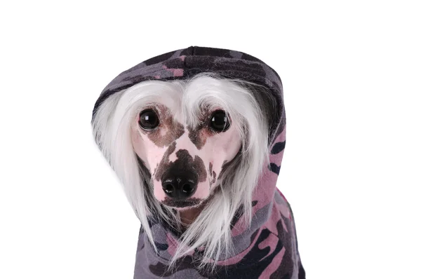 Dog in a hood — Stock Photo, Image