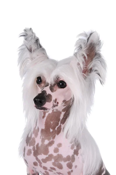 Chiński grzywacz pies portret na białym tle — Zdjęcie stockowe