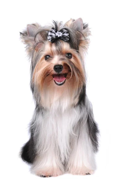 Cute yorkshire terrier sitting isolated on white — Stock Photo, Image