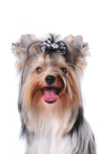 Portrait of yorkshire terrier isolated on white — Stock Photo, Image