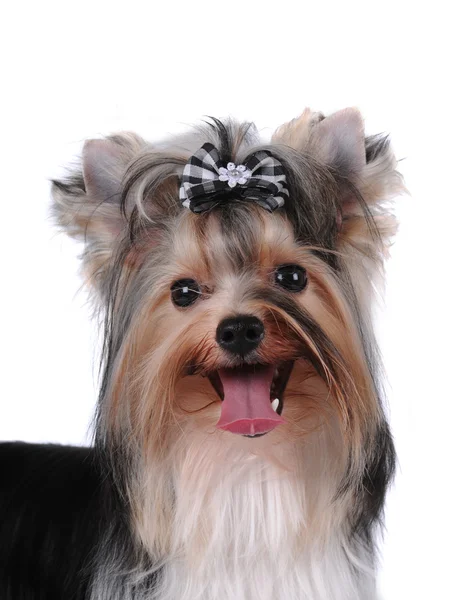 Portrait of pretty lap dog — Stock Photo, Image