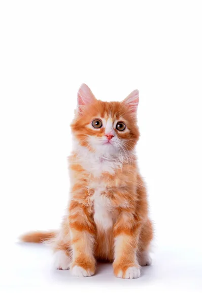 白で隔離される赤の子猫 — ストック写真