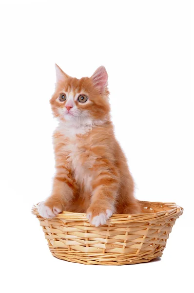 Little kitten in a bascket — Stock Photo, Image