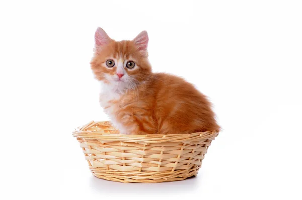 Lindo gatito pequeño en una cesta aislada en blanco — Foto de Stock